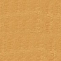 sugar maple